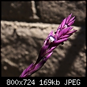 Tillandsia flower spike-t-purpurea-lge-01930.jpg
