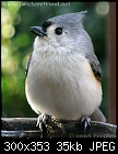 Two Acre Wood (Rescue)-titmouse_8648.jpg