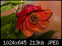 Unknown red flower-red-1.jpg
