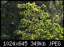 Click image for larger version

Name:	Neighborhood greenery.jpg
Views:	400
Size:	349.5 KB
ID:	8756
