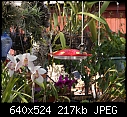 Another hummer-patio-orchids-hummerdsc01980.jpg