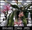 Click image for larger version

Name:	EpiphyllumDeutscheKaiserin DSC01983.jpg
Views:	284
Size:	233.8 KB
ID:	8802