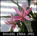 Click image for larger version

Name:	EpiphyllumDeutscheKaiserin DSC01984.jpg
Views:	335
Size:	155.8 KB
ID:	8803