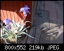 Click image for larger version

Name:	Iris pallida argentea DSC01987.jpg
Views:	390
Size:	219.3 KB
ID:	8807