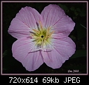 Flowers for Spring, 3/4 - PinkPrimrose042408.jpg (1/1)-pinkprimrose042408.jpg