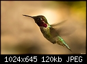 Click image for larger version

Name:	Male Anna's hummer in flight.jpg
Views:	364
Size:	120.3 KB
ID:	8815