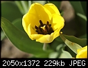 The variey in tulips is amazing-dsc02633.jpg