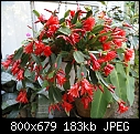 Click image for larger version

Name:	Epiphytic Cactus Red-Hatiora gaertneri-85-02003.jpg
Views:	4446
Size:	183.4 KB
ID:	8843