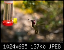Click image for larger version

Name:	Hummer, Tucker Wildlife Sanctuary 015.jpg
Views:	315
Size:	137.3 KB
ID:	8848