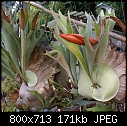 Click image for larger version

Name:	Bud with Stags DSC02050.jpg
Views:	321
Size:	171.1 KB
ID:	8868