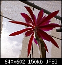 Back view of an Epiphyllum-epiph-darrelsredfuschia-dsc02045.jpg