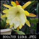 Epiphyllum Madeline-epiph-madeline-yellowhite-4-02039.jpg