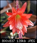 Click image for larger version

Name:	Epiph small Red DSC02049.jpg
Views:	317
Size:	139.2 KB
ID:	8873