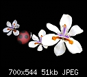 Some Fortnight Lilies (Dietes)-lily-fortnight-m.jpg