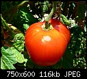 A Tomato for Mary-tomato-big-boy-m.jpg