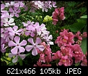 Click image for larger version

Name:	Buckleyii Phlox & Snapdragons.jpg
Views:	238
Size:	104.7 KB
ID:	8916