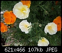 Click image for larger version

Name:	California Poppies mixed.jpg
Views:	112
Size:	107.1 KB
ID:	8917