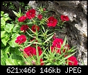 From my flower beds-dianthus.red.jpg