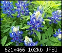 Click image for larger version

Name:	Texas Bluebonnets.jpg
Views:	105
Size:	101.8 KB
ID:	8919