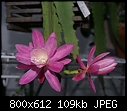 Epiphyllum small flower 4 OM-epiph-deutschekaiserindsc02070.jpg