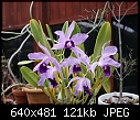 Orchid-c-unk-2di4-188-02058.jpg