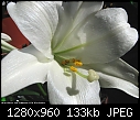 Easter Lily-img_3476bc.jpg