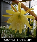 Click image for larger version

Name:	Epiphyllum lemonYellow aDSC02073.jpg
Views:	480
Size:	181.7 KB
ID:	8928