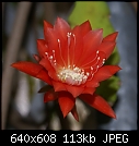Click image for larger version

Name:	Epiphyllum Small Red aDSC02075.jpg
Views:	300
Size:	112.6 KB
ID:	8929