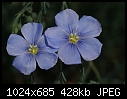 Beautiful Flax flower (100mm Macro)-dsc02719.jpg