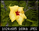 Click image for larger version

Name:	Yellow hibiscus.jpg
Views:	206
Size:	169.4 KB
ID:	8938