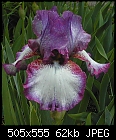 Click image for larger version

Name:	iris2.jpg
Views:	246
Size:	62.3 KB
ID:	8950