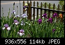 Iris bed blooming-southirisbed0508.jpg