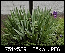Heirloom irises and story-signirises.jpg