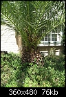 help identify cycad please-plants-006.jpg