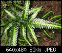identify fern-plants-003.jpg