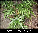 identify fern-plants-001.jpg