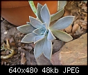 help identify-plants-011.jpg