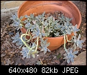 help identify-plants-010.jpg