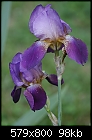 First post try: My purple Iris - _MG_1002.jpg-_mg_1002.jpg
