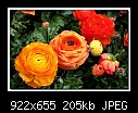 Click image for larger version

Name:	h-8955-Ranunculus-14-04-08-20-85.jpg
Views:	231
Size:	205.2 KB
ID:	8980