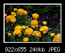 Ranunculus -8952-h-8952ps-ranunculus-14-04-08-20-85.jpg