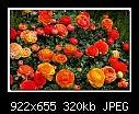 Ranunculus -8953-h-8953ps-ranunculus-14-04-08-20-85.jpg