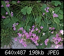 Click image for larger version

Name:	Oxalis weed DSC02101.jpg
Views:	1671
Size:	198.1 KB
ID:	8987
