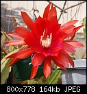 Click image for larger version

Name:	Epiphyllum Red 17-DSC02109.jpg
Views:	267
Size:	164.4 KB
ID:	8988