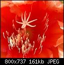 Zoomed in on Red Epiphyllum-epiphyllum-orange-5-dsc02112.jpg