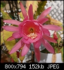 Click image for larger version

Name:	Epiphyllum Pink 27-DSC02115.jpg
Views:	301
Size:	152.4 KB
ID:	8990