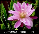 Click image for larger version

Name:	Epi TwoTone Pink M.jpg
Views:	270
Size:	90.7 KB
ID:	8994