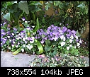 Click image for larger version

Name:	bellflowers and violas.jpg
Views:	231
Size:	104.0 KB
ID:	8999