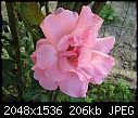 Click image for larger version

Name:	pink rose 1.jpg
Views:	252
Size:	206.0 KB
ID:	9004