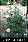Click image for larger version

Name:	pink rose tree.jpg
Views:	346
Size:	146.3 KB
ID:	9005